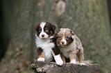 BERGER AUSTRALIEN PUPPIES 804